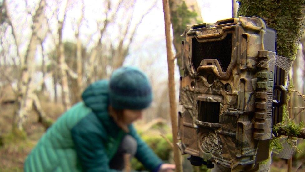 About 150 camera traps have been laid around Morvern to better understand the animals’ movements