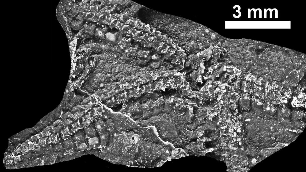 ancient starfish fossil