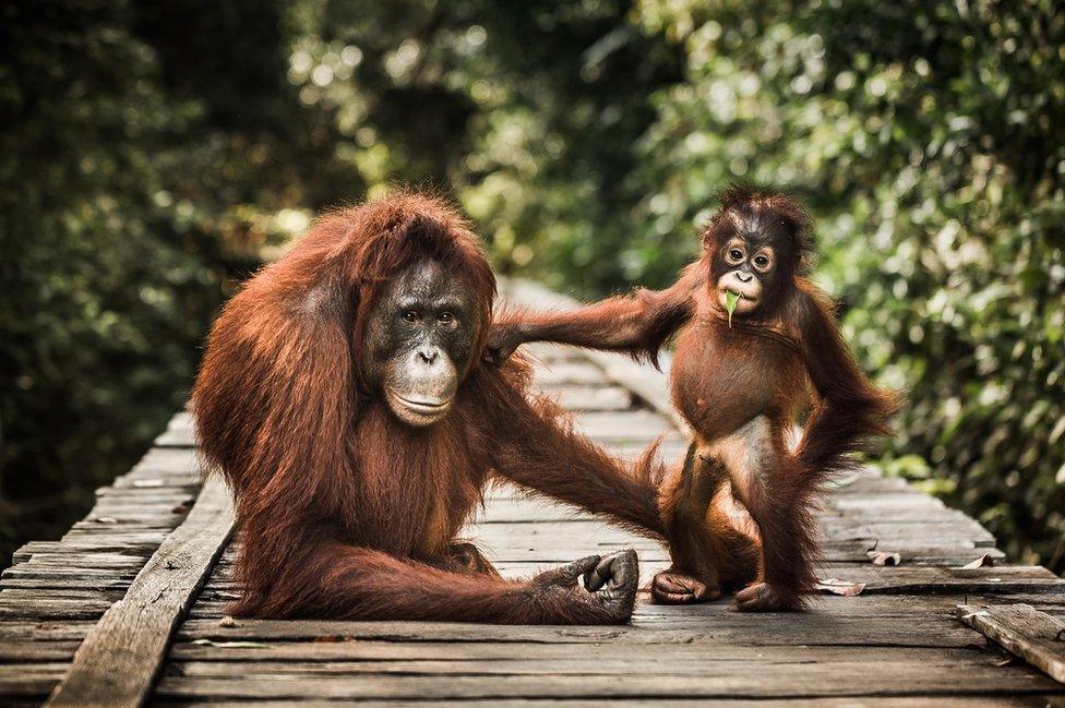 Two chimpanzees on a pier