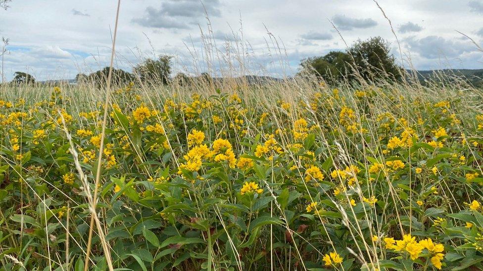 Yellow loosestrife plan