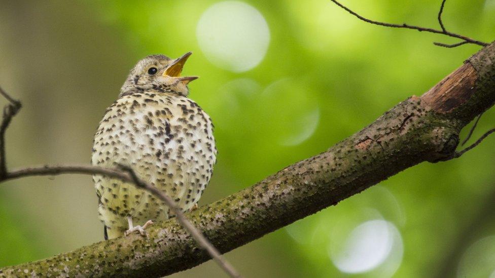 A bird singing