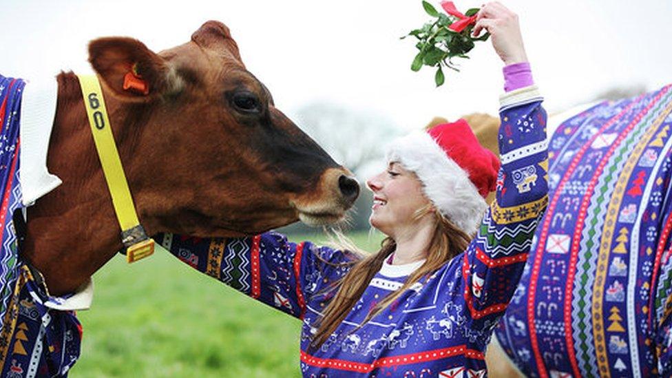 Becky and cow under mistletoe