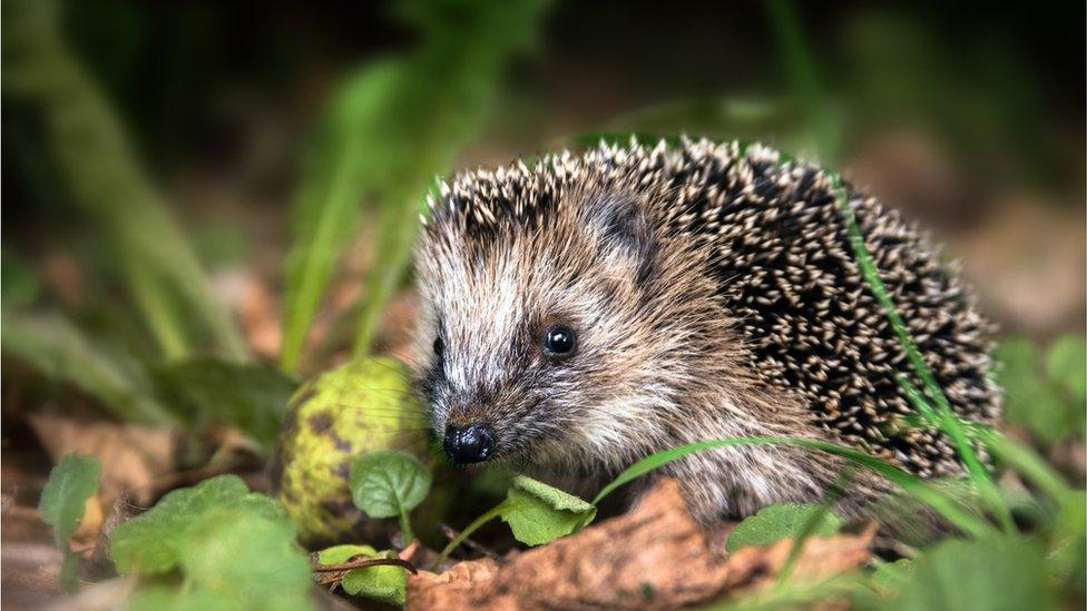 a hedgehog