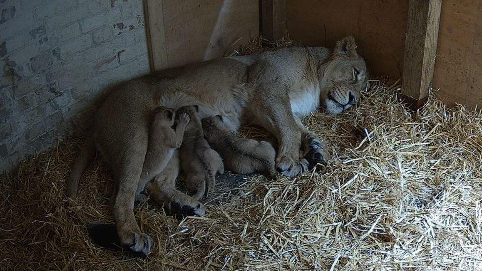 Three lion cubs with their mother