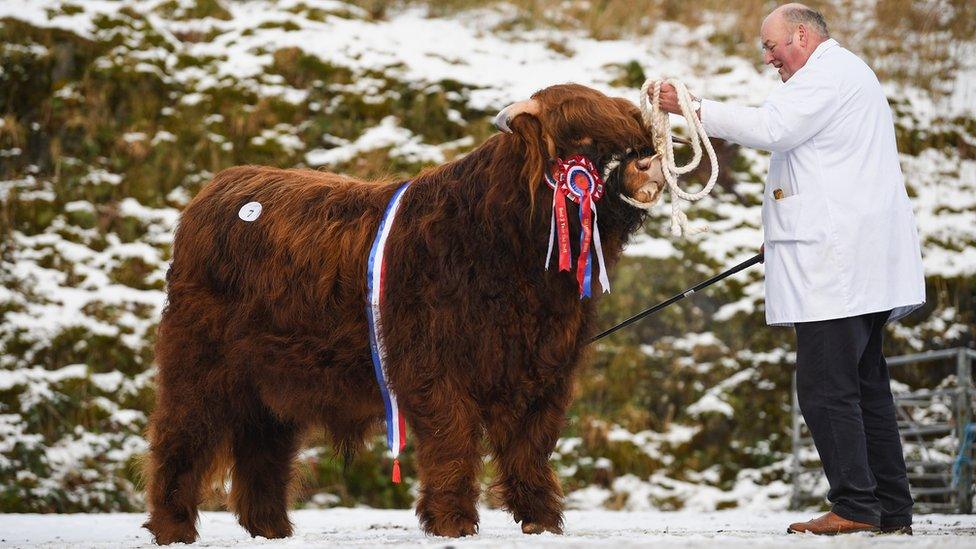 Oban cattle show