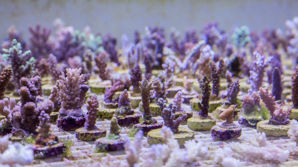 An underwater coral farm