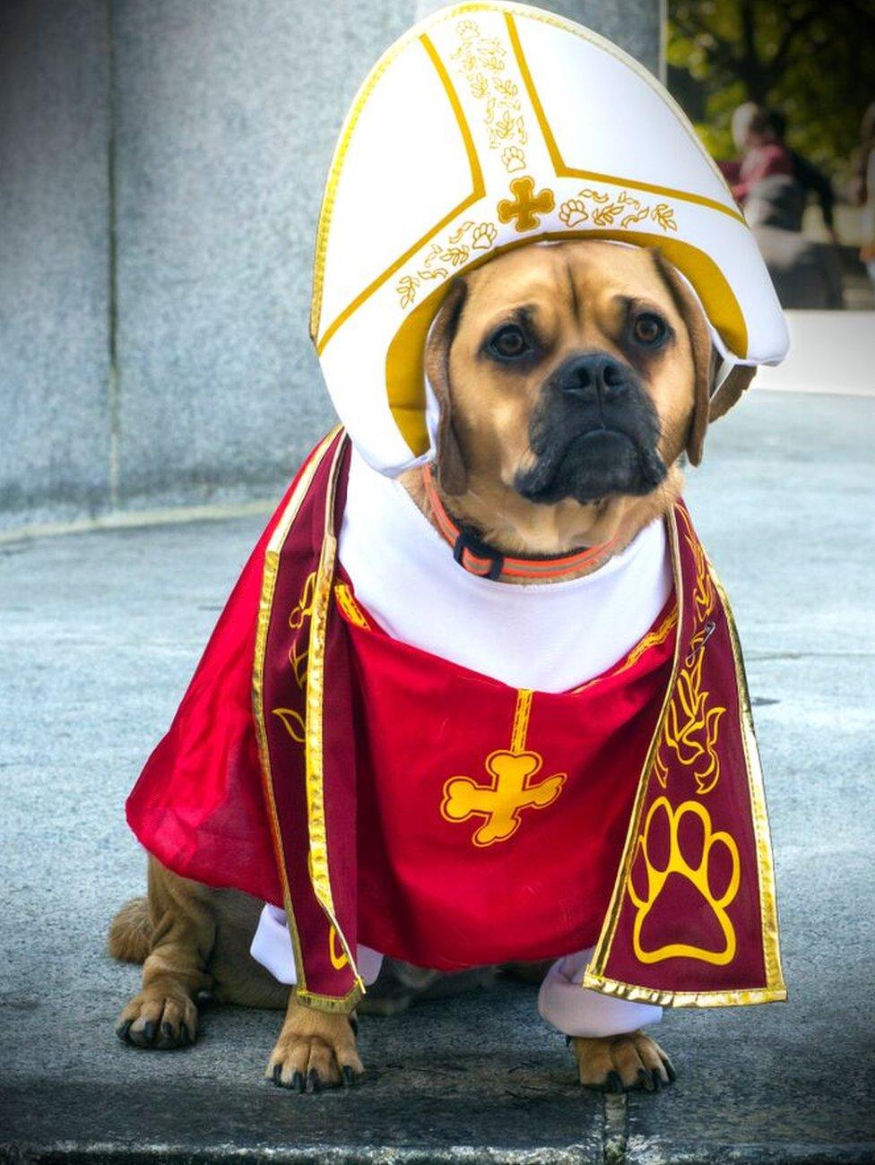 Dog pope outfit hotsell