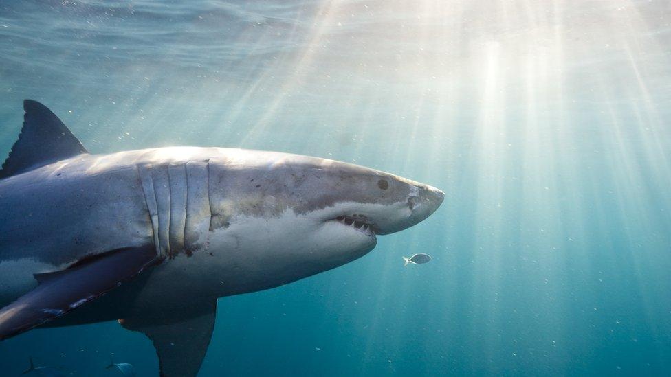 great-white-shark