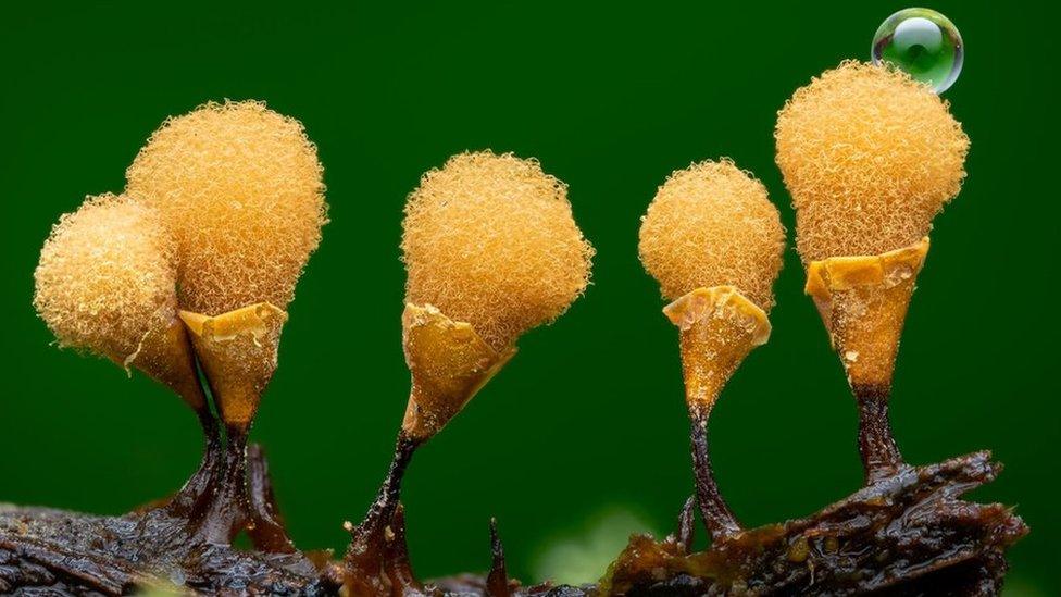 CLose up image of yellow slime mould with a slimy bubble sitting on a log