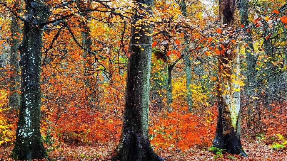 Dark tree trunks are surrounded by bright orange and yellow leaves in a forest