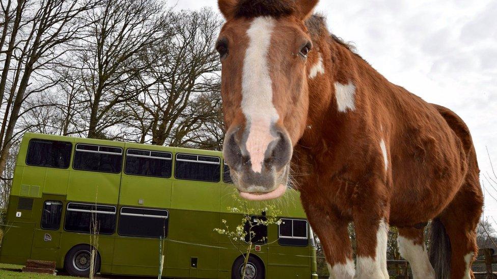 A horse peering at the camera in front of the green Olive Bus in Bramshott