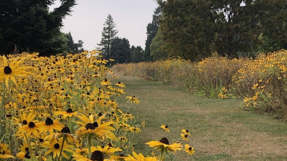 Yellow flowers in the prairie garden