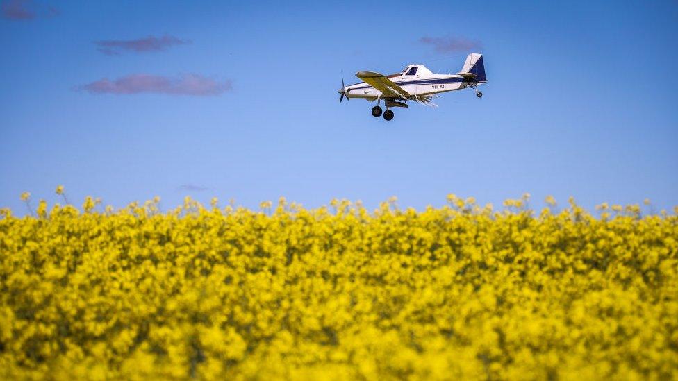 A plane drops poisoned pellets for mice as it flies over a paddock containing a canola crop on a property near Gunnedah, New South Wales, on 24 August 2020 in Australia.