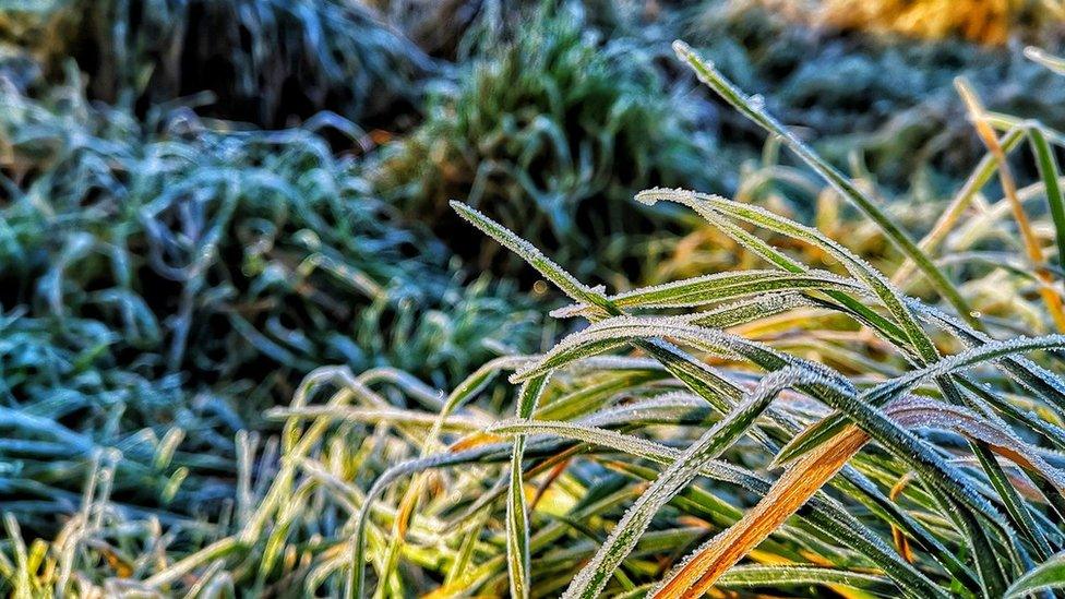 Frosty blades grass in Shropshire