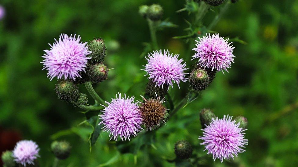 thistles