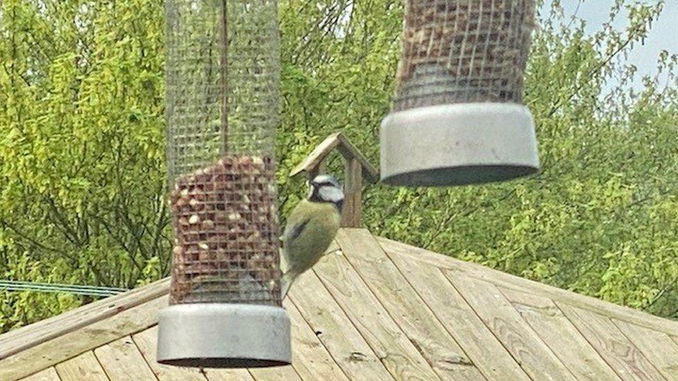 A blue tit feeding