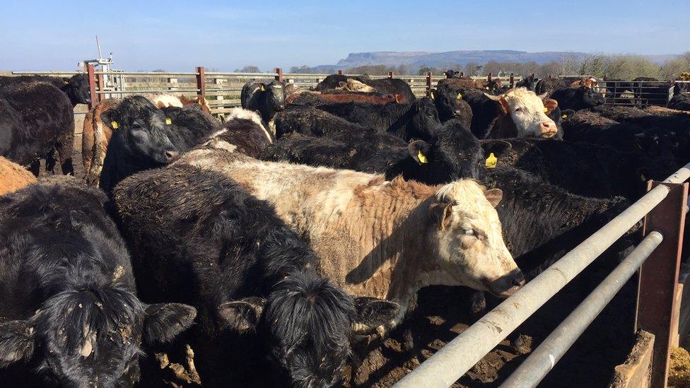 A field full of cows