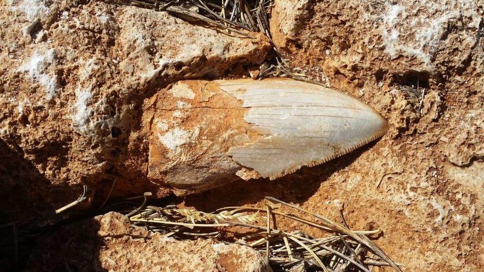 The Megalodon tooth before it was stolen