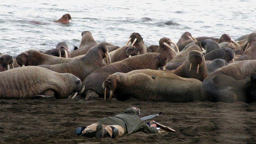 Scientist creeping up to a walrus.