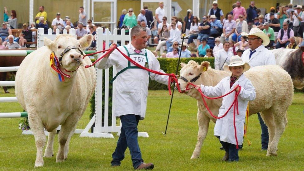 Man and boy walking with cattle