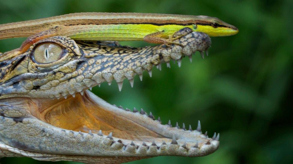 Lizard on top of a crocodile