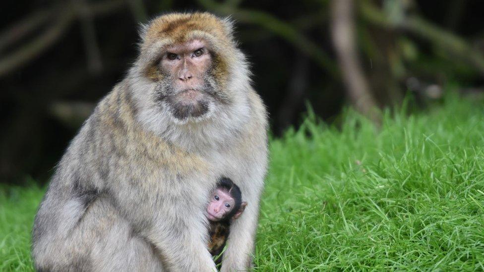 A monkey with a baby macaque