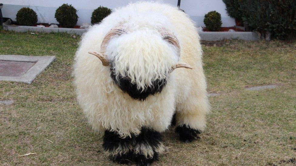 A Valais blacknose