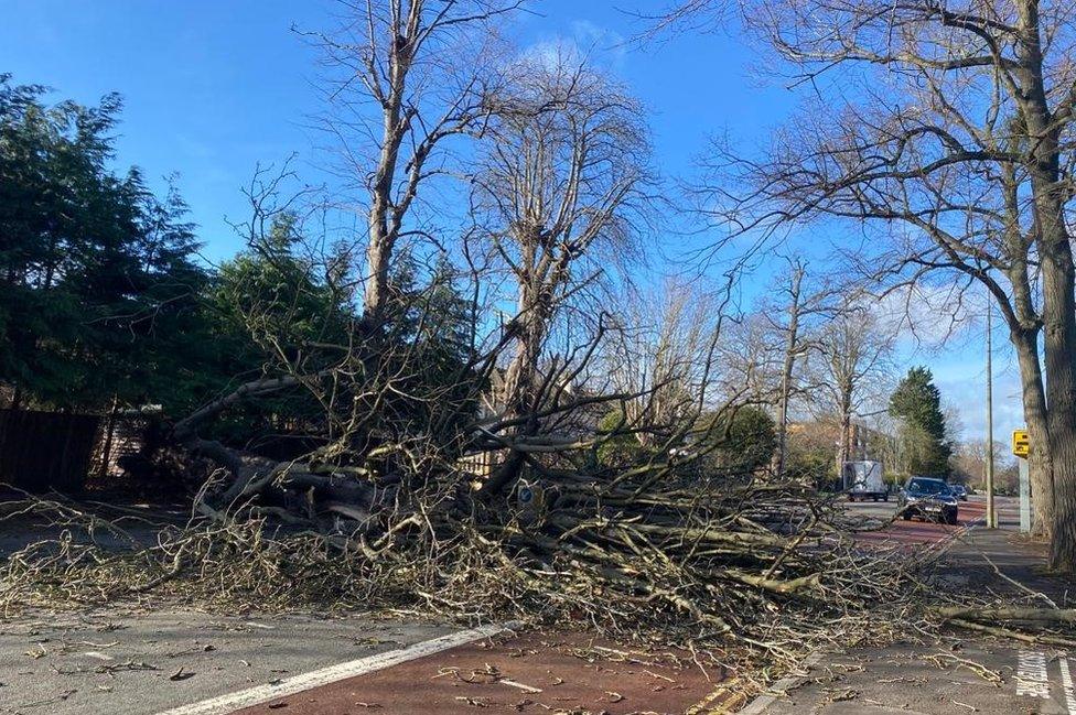 Banbury Road, fallen tree