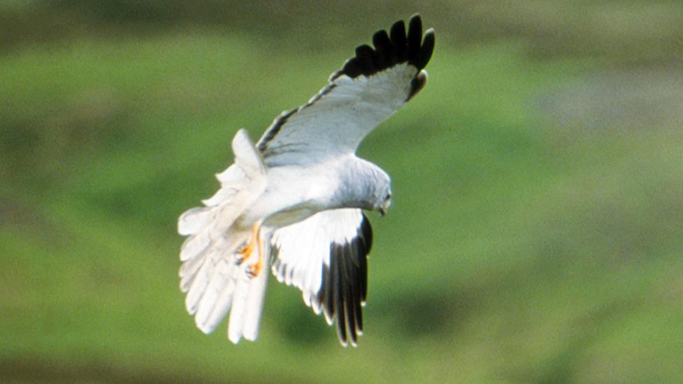 Hen harrier