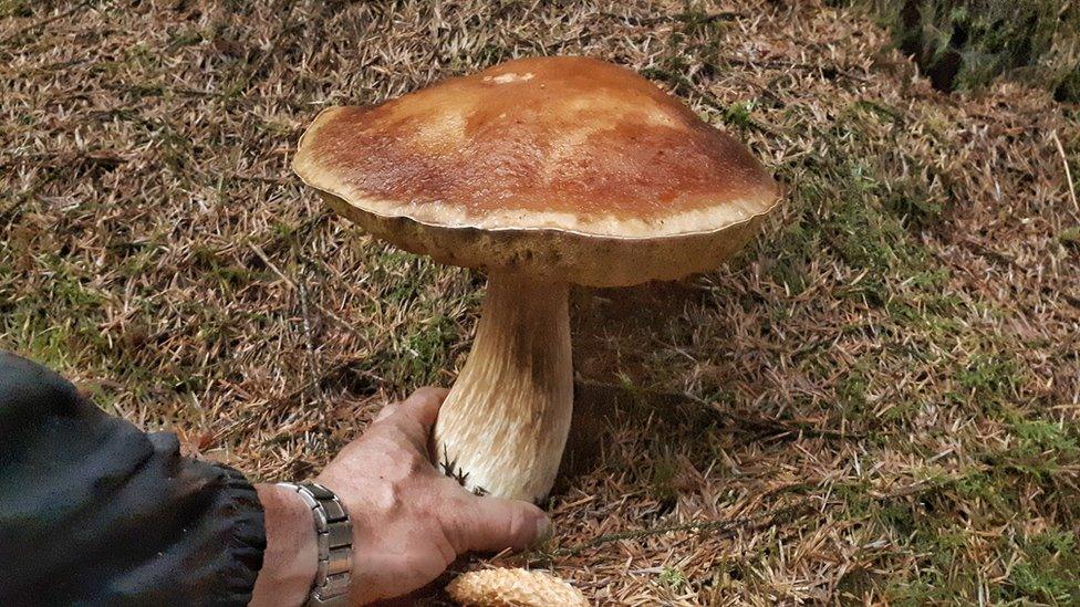 Porcini in Welsh woodland with Neil Stratton's hand on stem to show size