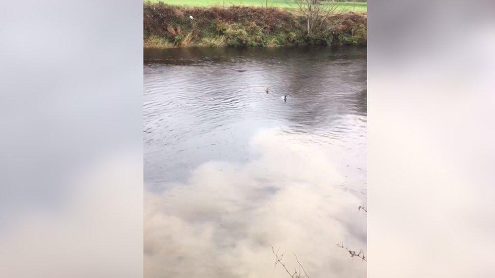 Carthion yn gollwng i Afon Conwy