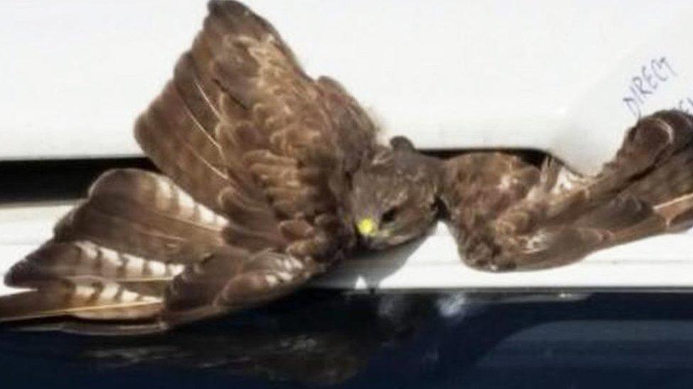 A buzzard trapped in the radiator of a van.