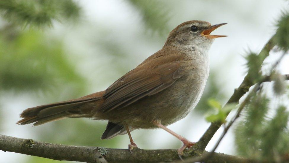 Cetti's warbler