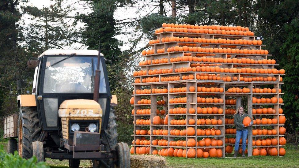 Norfolk pig farmer builds 'pumpkin house' BBC News