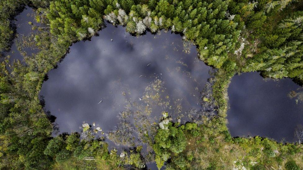 The boreal forest in Canada