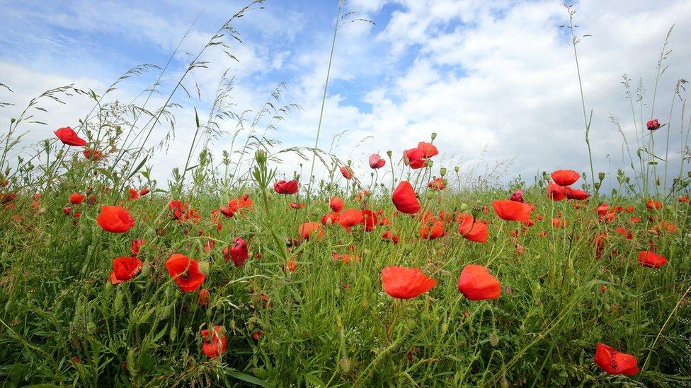 Poppies growing in a field