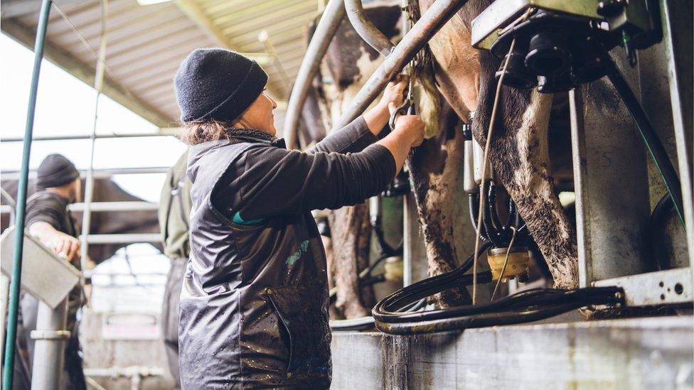 Farmer milking cows