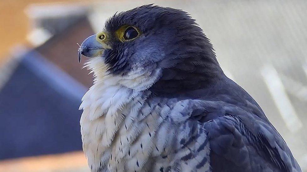 Peregrine falcon