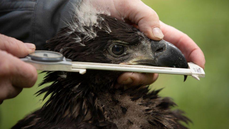 An-eagle-chick-is-measured