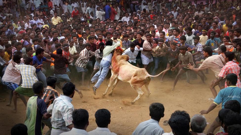 Bull is let loose at a Manju Virattu contest, before regulations were imposed, at a village in Tamil Nadu (file photo)