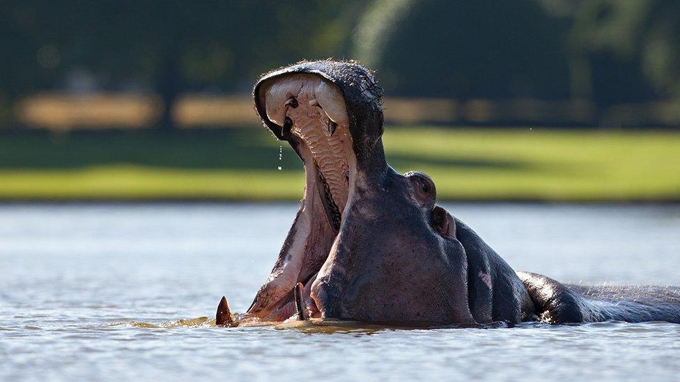 Hippo Sonia at Longleat safari park