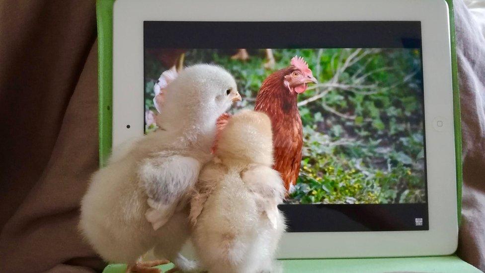 two chicks cuddling each other