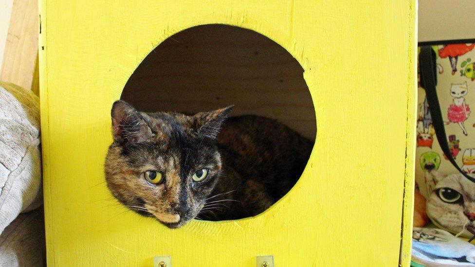 Cat at the cat cafe