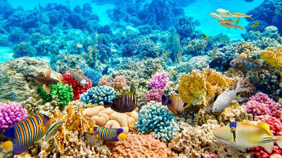 coral reef