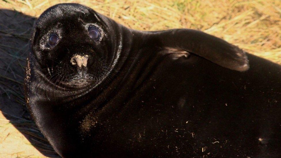 Seal pup at Donna Nook Nature Reserve