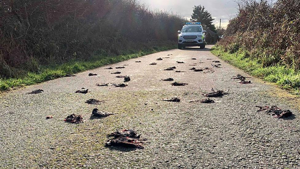 Starlings in the road