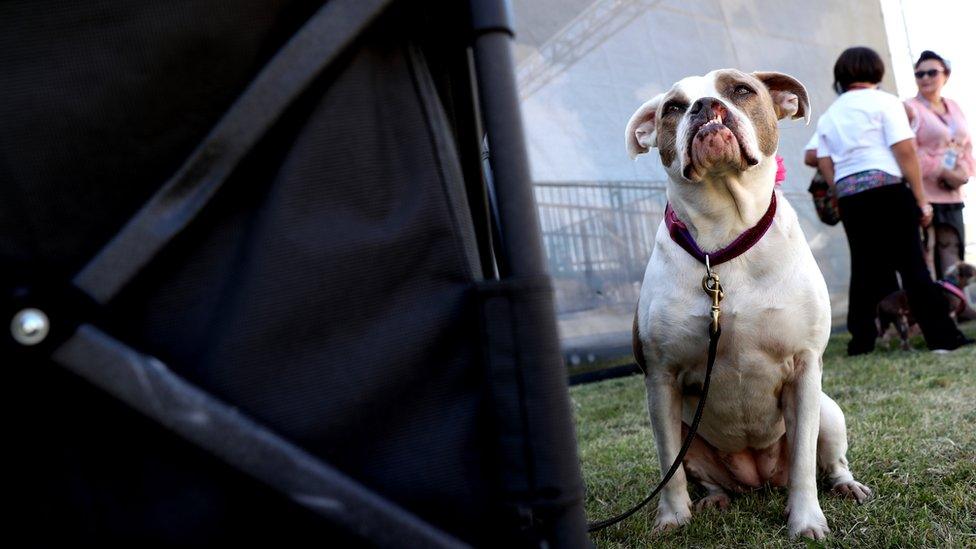 Puka the dog sat on grass at the World's Ugliest Dog Competition with an under bite