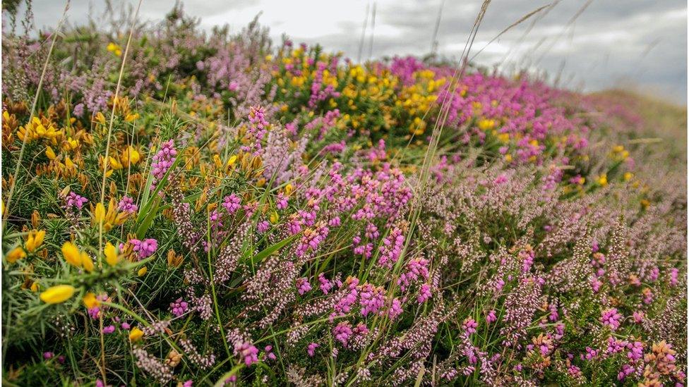 Gorse