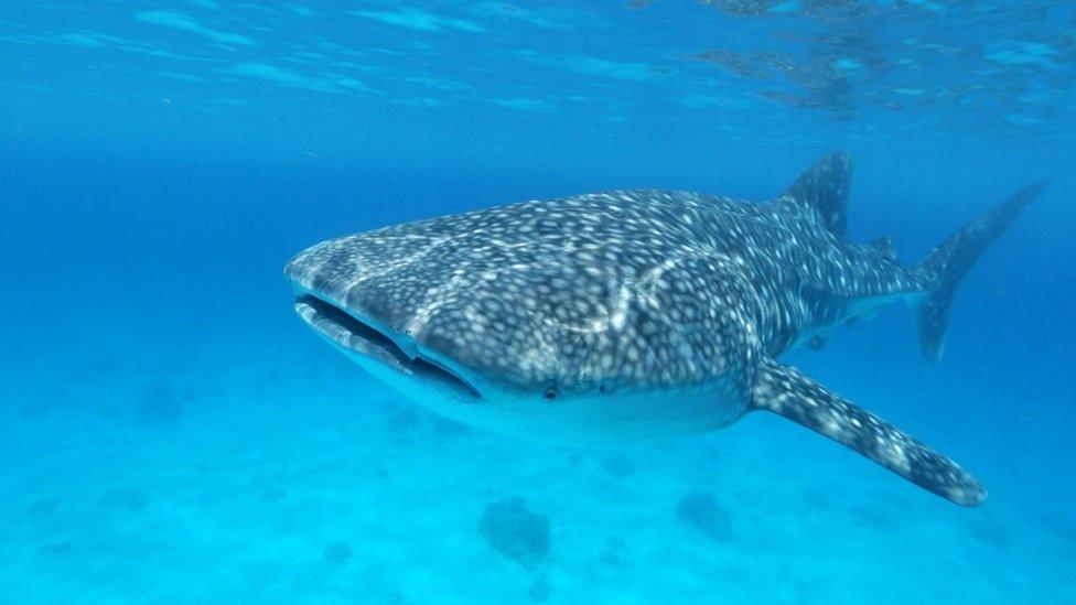 whale-shark.