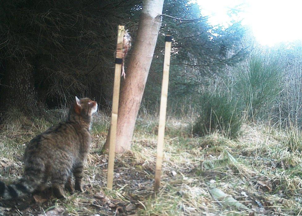 Scottish Wildcat